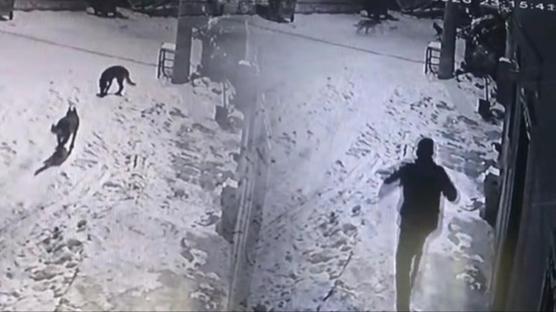 �ay i�erken bah�edeki sesleri duydu: Kurtlar� �aydanl�kla kovalad�