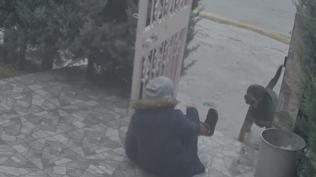 Elmada�'da sahipsiz k�pek deh�eti: Kom�um olmasayd� hayatta olmazd�m