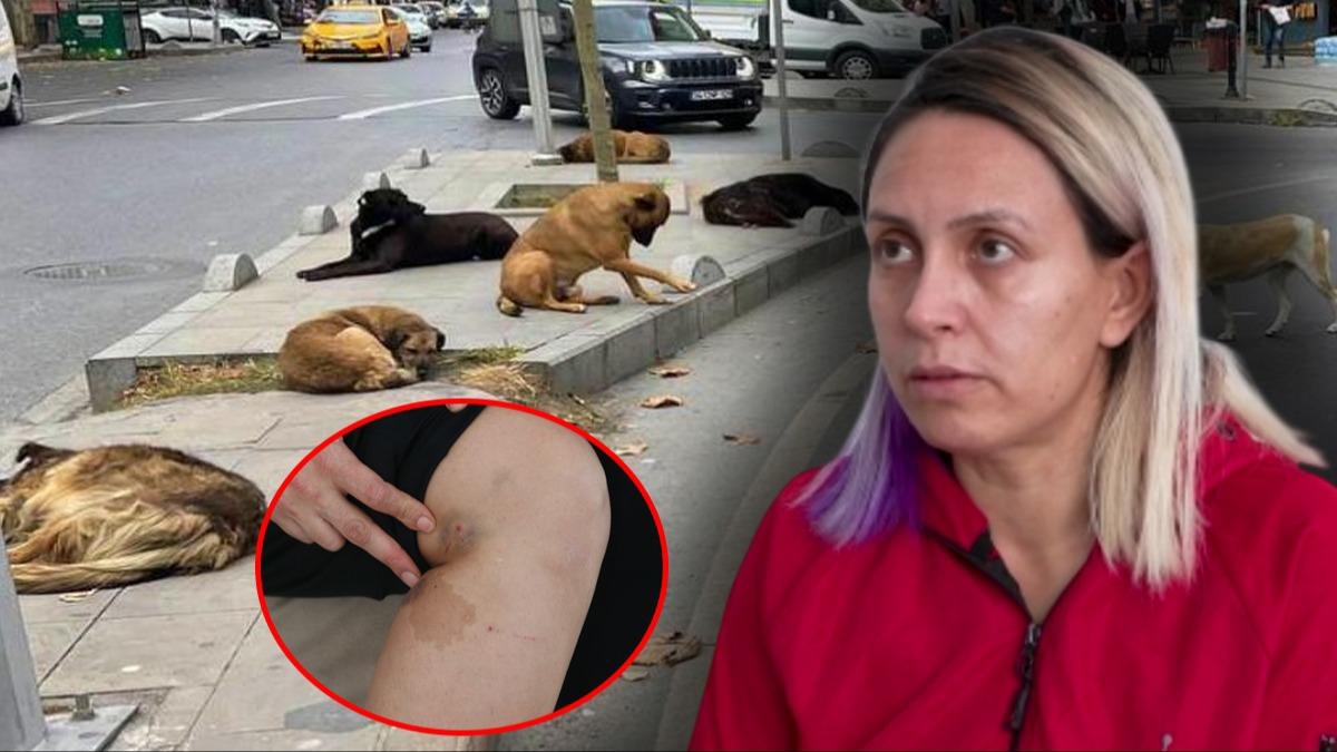 Diyarbak�r'da sahipsiz k�pek deh�et sa�t�: �nce �izik gibi g�r�n�yordu sonra morard�