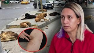 Diyarbak�r'da sahipsiz k�pek deh�et sa�t�: �nce �izik gibi g�r�n�yordu sonra morard�