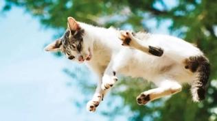 Ba�a d��en 'kediden' tazminat