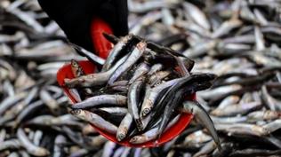 F�rt�na sonras� hamsiler tezgaha yeniden d�nd�