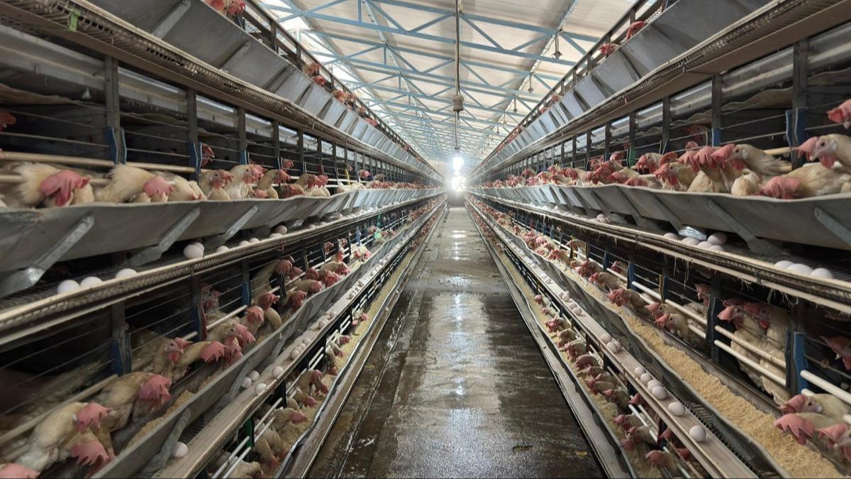 Bakanl�k devreye girdi! Kanatl� eti ihracat�na fren