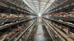 Bakanl�k devreye girdi! Kanatl� eti ihracat�na fren