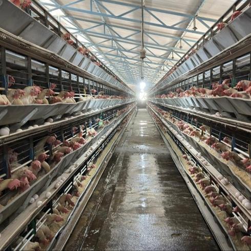 Bakanl�k devreye girdi! Kanatl� eti ihracat�na fren