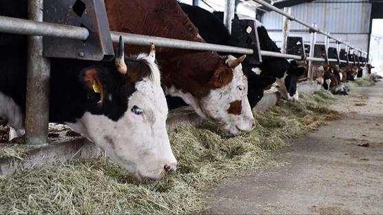 Hayvanc�l�kta sevindiren art��: B�y�kba� ve k���kba� say�s� y�kseldi