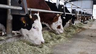 Hayvanc�l�kta sevindiren art��: B�y�kba� ve k���kba� say�s� y�kseldi