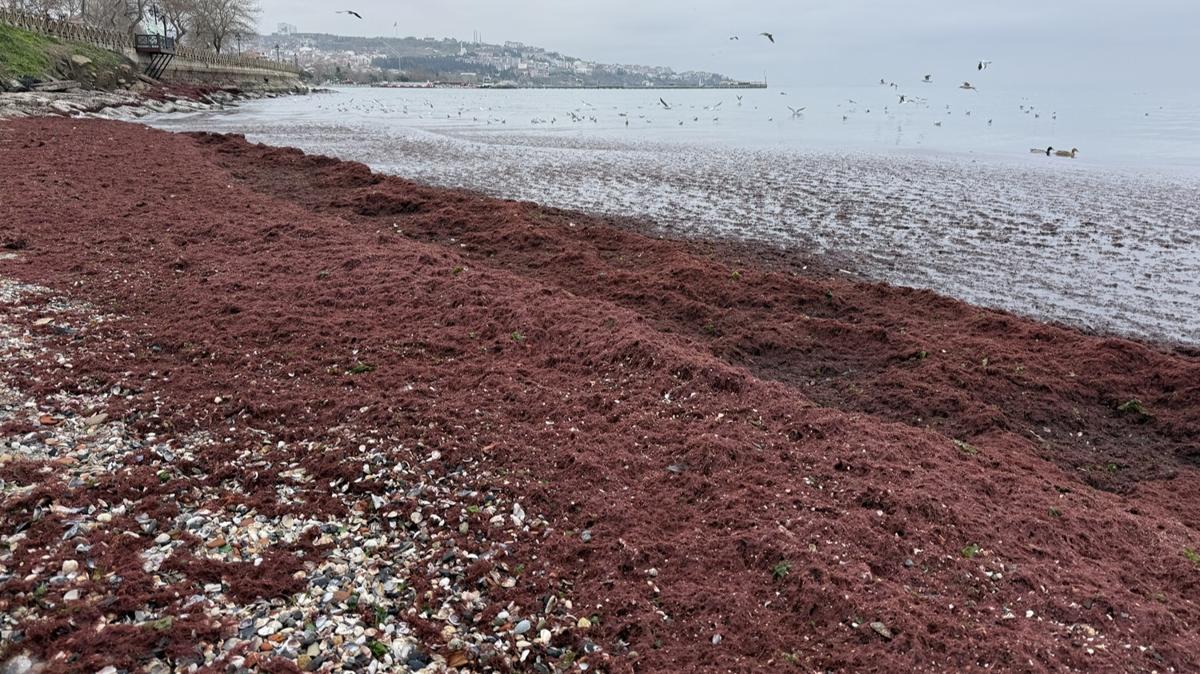 Tekirda�'da poyraz: Sahil k�rm�z� yosunla kapland�