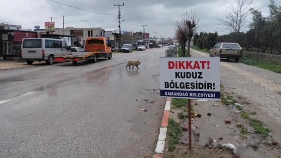 Hatay'da kuduz alarm�: 4 mahalle karantinaya al�nd�