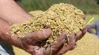 TMO lisansl� depolardaki bu�day� g�nl�k sat��a a��yor