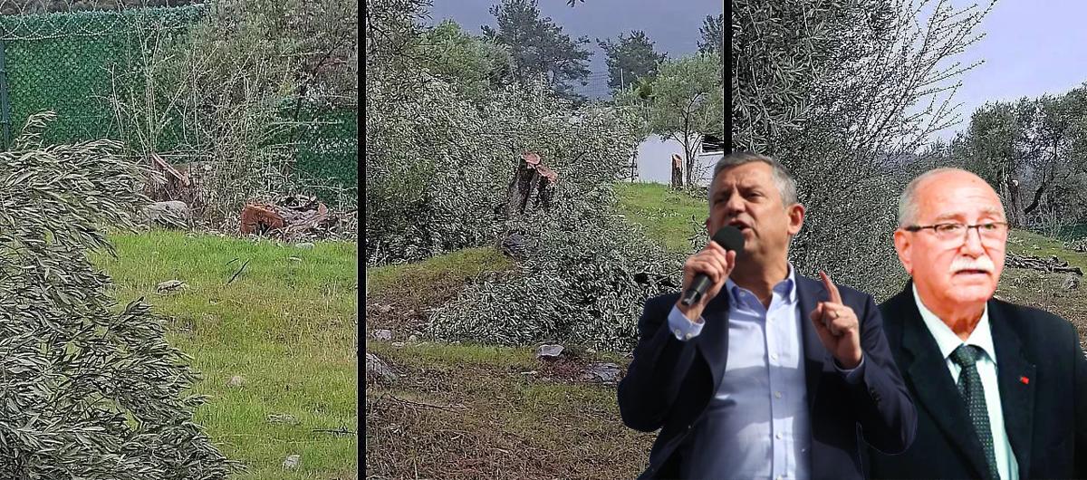 Milas'ta rant rezaleti... CHP'nin a�a� katliam�nda h�lle takti�i ��kt�