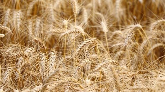 Fiyat istikrarı korunacak: Tonlarca buğday günlük satılacak