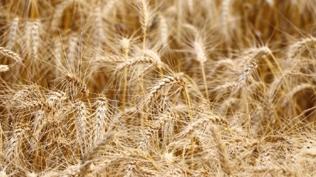 Fiyat istikrarı korunacak: Tonlarca buğday günlük satılacak