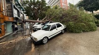 Adana'da sa�anak ve f�rt�na alarm�: A�a�lar devril, yollar g�le d�nd�