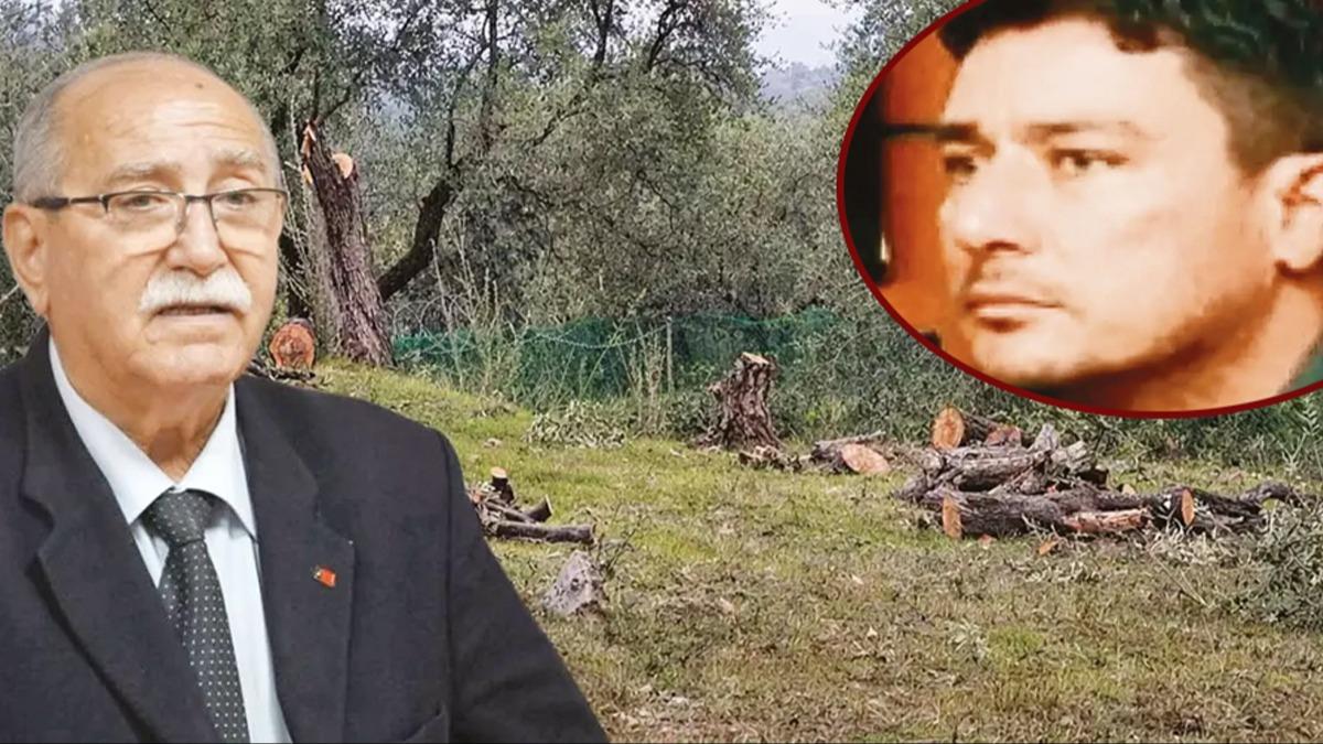 Zeytin a�ac� krizi belediyeye s��rad�