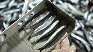 Avcılıkta kural ihlaline geçit yok! Denetimlerde ceza yağdı