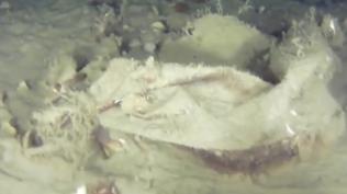 Marmara'n�n derinliklerindeki 51 y�ll�k s�r ��z�l�yor