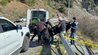 Antalya'da yol kenarında kadın cesedi: Eşi ve oğlu tutuklandı