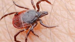 D�nyada ilk oldu! K�rm�z� et t�ketimi sonras� korkun� olay