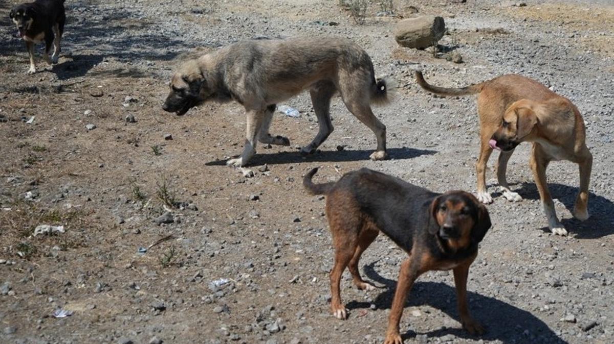 Ba��bo� k�pekler deh�et sa�t�