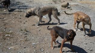 Ba��bo� k�pekler deh�et sa�t�