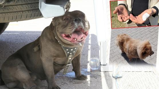 Karab�k'te ba��bo� pitbull deh�eti: Deprem enkaz�ndan kurtard��� '�ans' sakat kald�