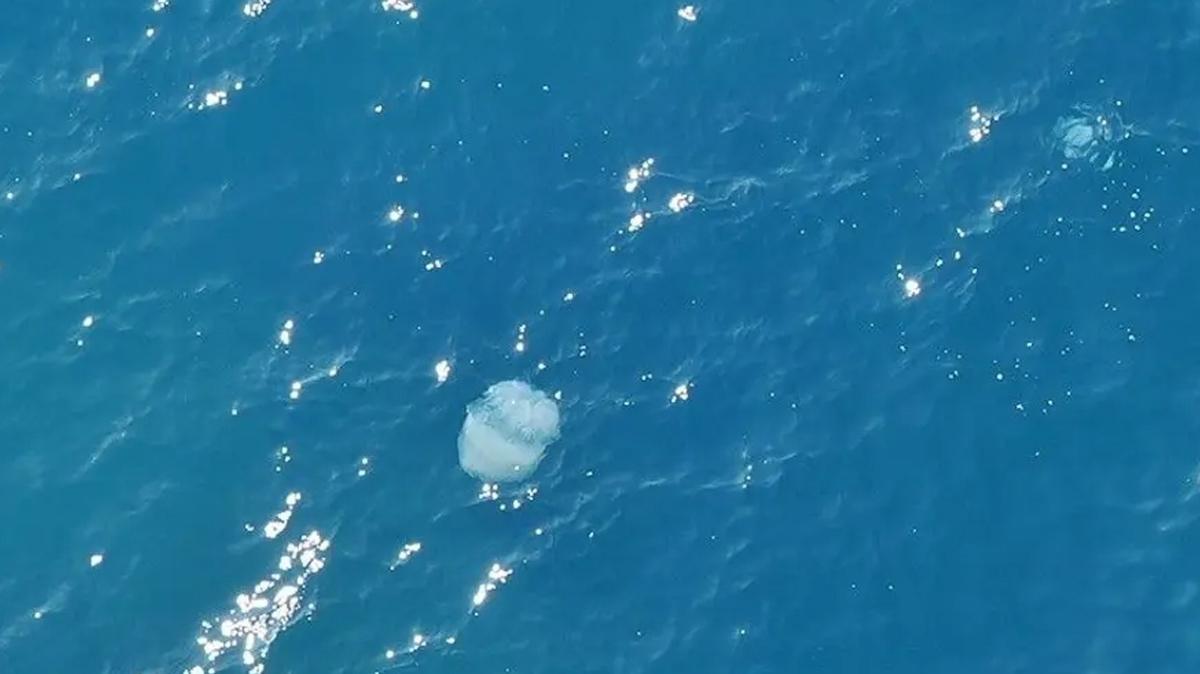 Bal�k��lar�n kabusu oldular: 10 kiloluk denizanalar� a�lara tak�ld�