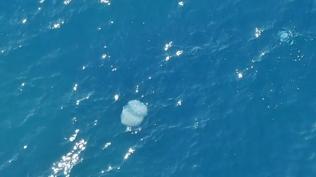 Bal�k��lar�n kabusu oldular: 10 kiloluk denizanalar� a�lara tak�ld�