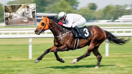 Kavurma olan at�n sahibine ceza kesildi