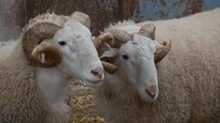 T�rkiye'nin en de�erli ko�lar�! A��k art�rmada rekor fiyat