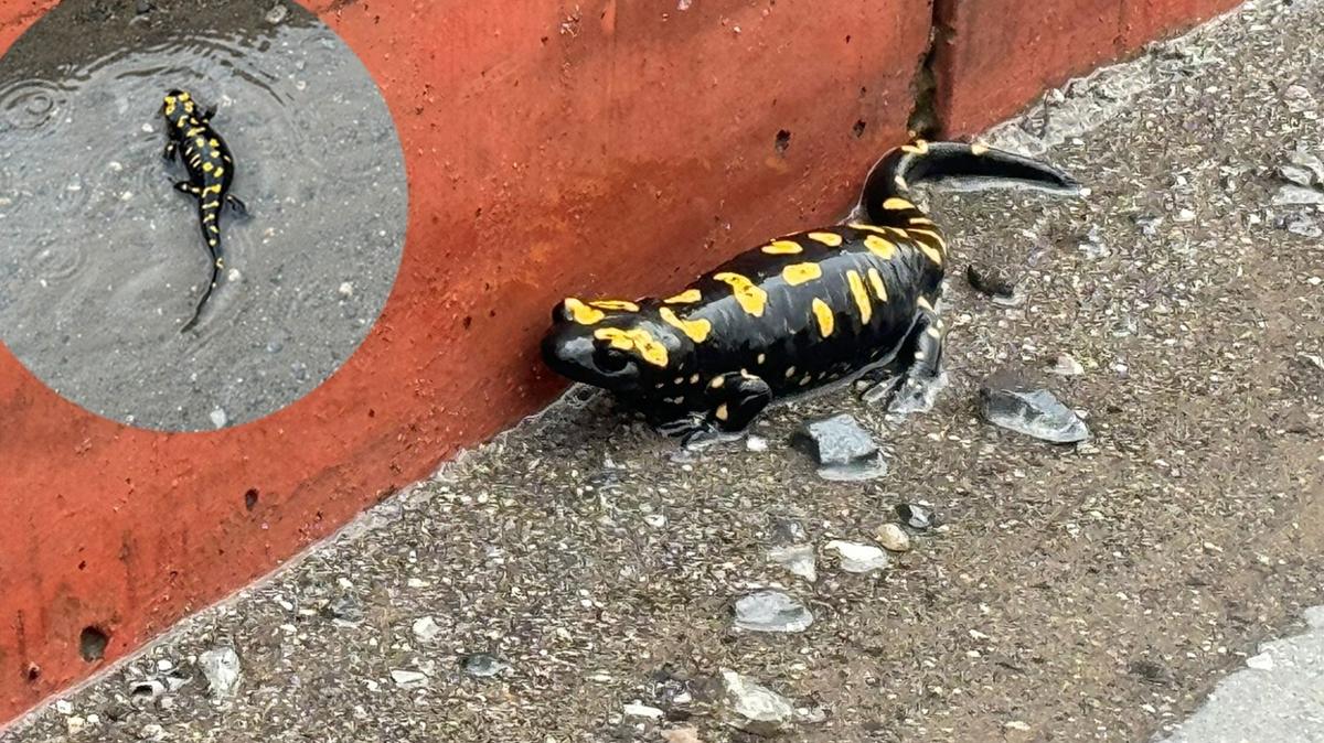 Hatay'da ortaya ��kt�: Nesli t�kenme tehlikesi alt�nda