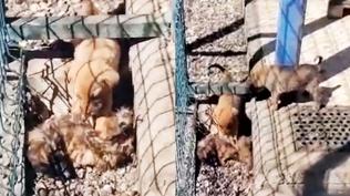 Yavru k�pek �len karde�ini yedi