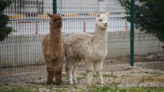 �psala S�n�r Kap�s�'nda operasyon: Minib�sten ��kan hayvanlar hayrete d���rd�