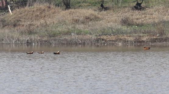 Yağışlar Kızılca göletine can suyu oldu