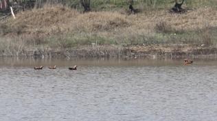 Yağışlar Kızılca göletine can suyu oldu