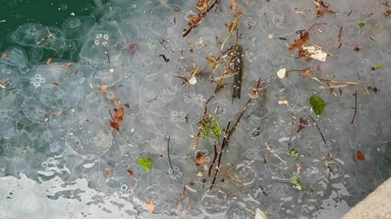 Beşiktaş Sahili kaderine terk edildi: Denizanaları cirit atıyor