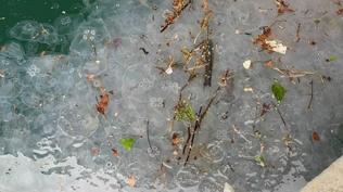 Be�ikta� Sahili kaderine terk edildi: Denizanalar� cirit at�yor