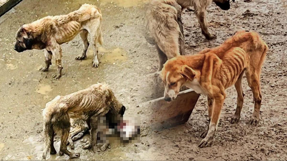 Barınaktaki köpekler açlıktan birbirini yedi