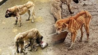 Bar�naktaki k�pekler a�l�ktan birbirini yedi