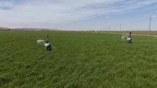 Gaziantepli �ift�iler ya���lar�n ard�ndan mesaiye ba�lad�