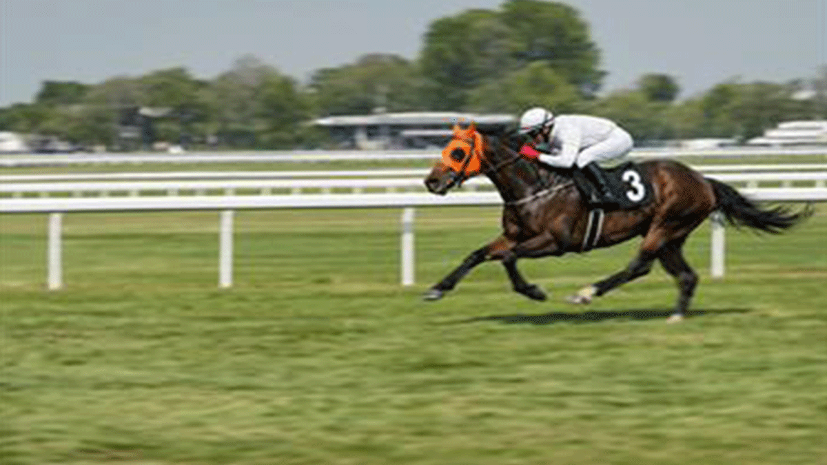 Yar�� at�n� kavurma yapm��lard�: Sat�c� firman�n onay belgesinin olmad��� ortaya ��kt�