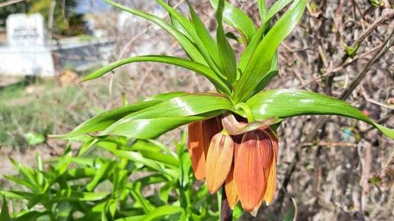 Koparman�n cezas� 700 bin TL