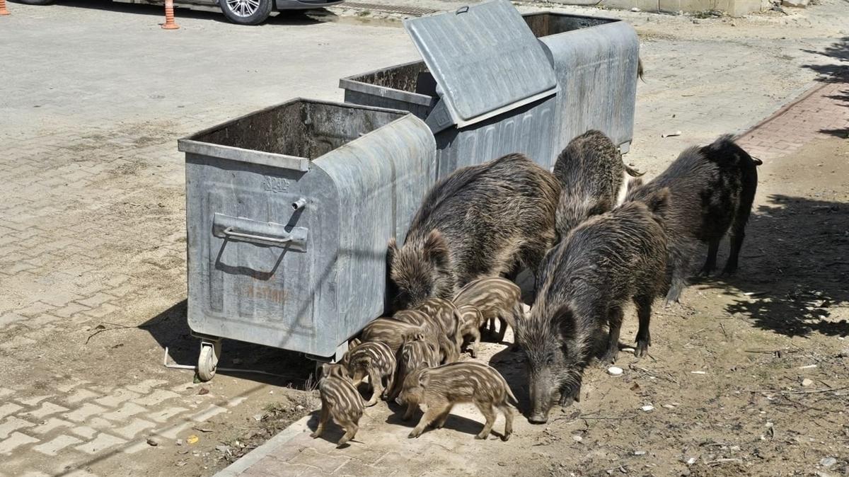 Ku�adas�'nda korkutan manzara! Yaban domuzlar� il�eye indi