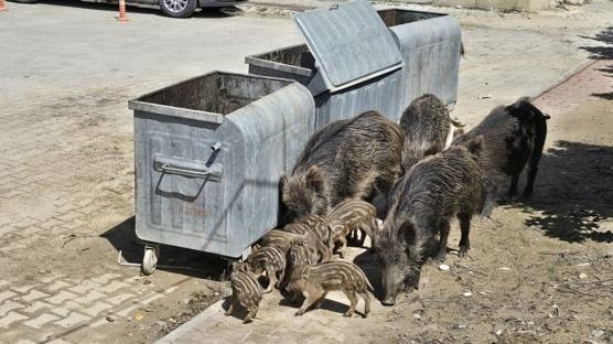 Kuşadası'nda korkutan manzara! Yaban domuzları ilçeye indi