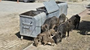 Kuşadası'nda korkutan manzara! Yaban domuzları ilçeye indi