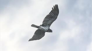 Saatte 320 kilometre hızla uçabiliyor! Iğdır'da kameralara takıldı