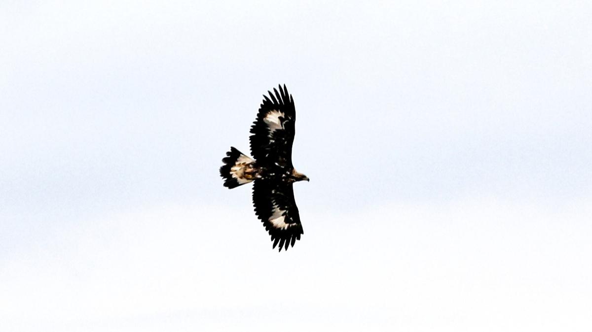 Saatte 320 kilometre h�zla u�abiliyor! I�d�r'da kameralara tak�ld�