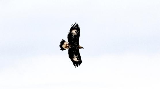 Saatte 320 kilometre h�zla u�abiliyor! I�d�r'da kameralara tak�ld�