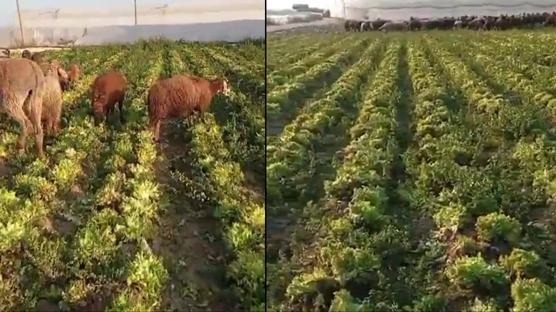 'K�v�rc�k marullar koyunlara yem edildi' iddias�! Bakanl�k tart��maya son noktay� koydu