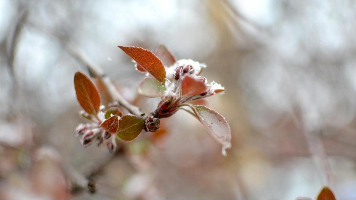 Tar�m ve Orman Bakanl���'ndan zirai don alarm�: Ekipler sahada olacak